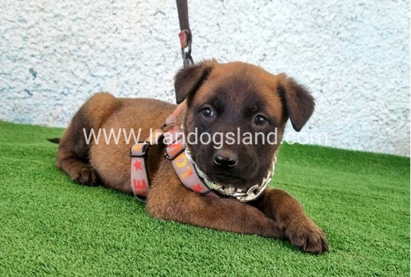 --malinois-171_7