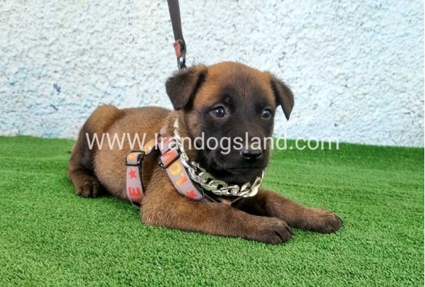 --malinois-171_8