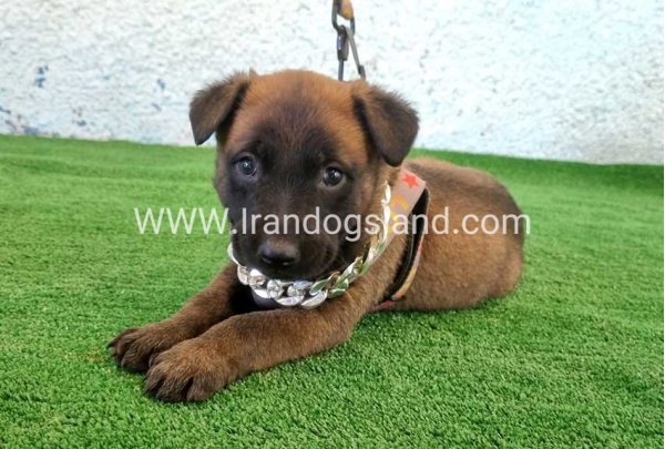 --malinois-171_9