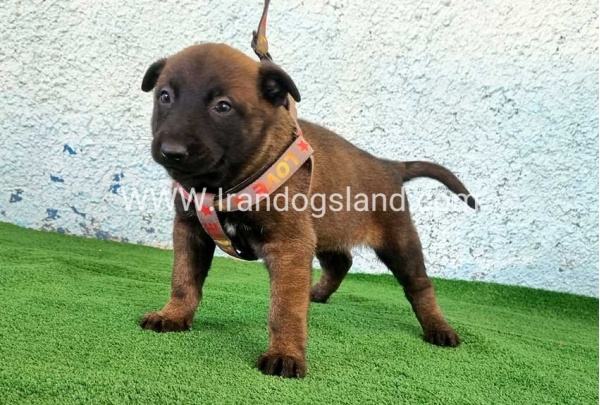 --malinois-172_1