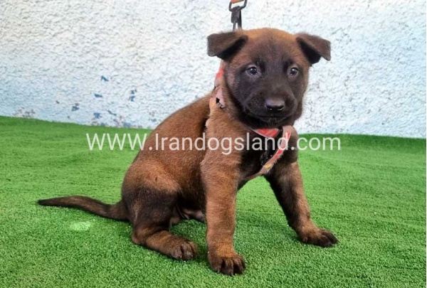 --malinois-172_2