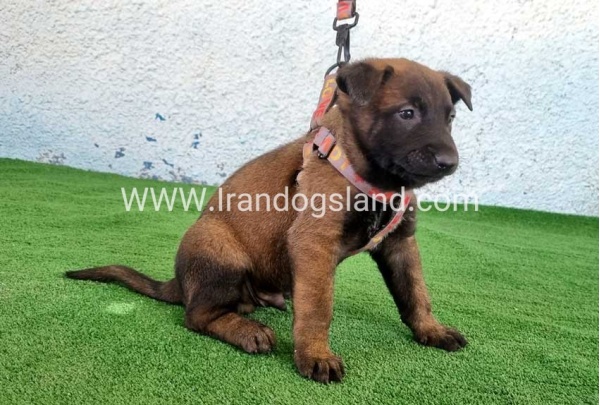 --malinois-172_3