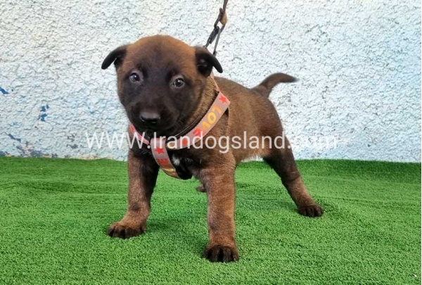 --malinois-172_4
