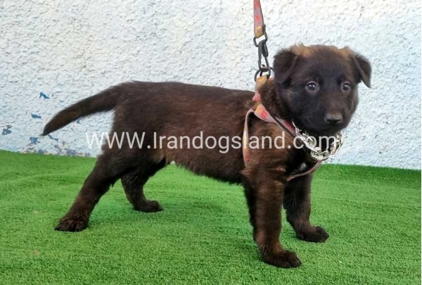 --malinois-173_1