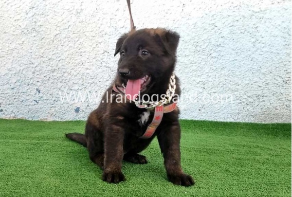 --malinois-173_2