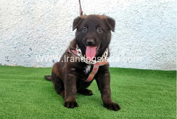 --malinois-173_3