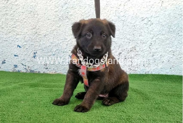 --malinois-173_4