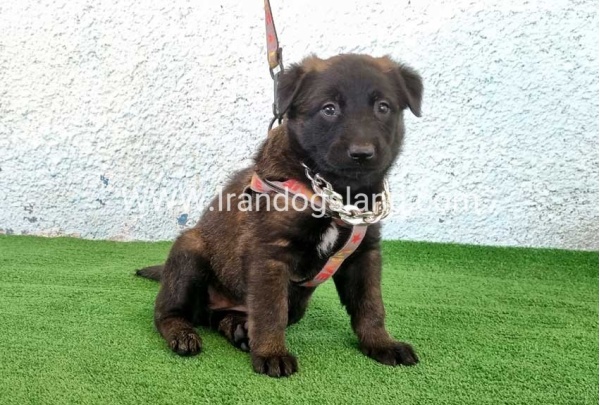 --malinois-173_5