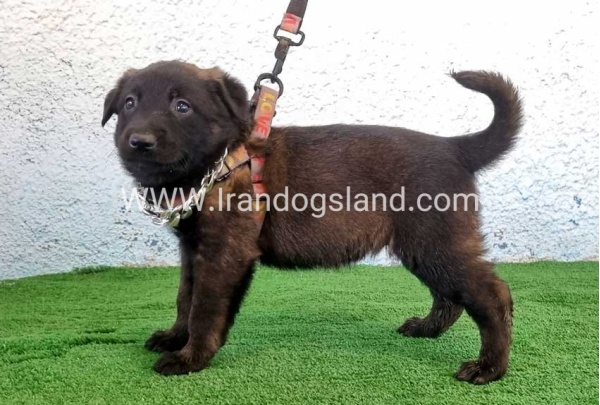 --malinois-173_6