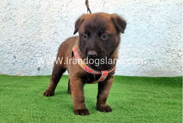 --malinois-174_1