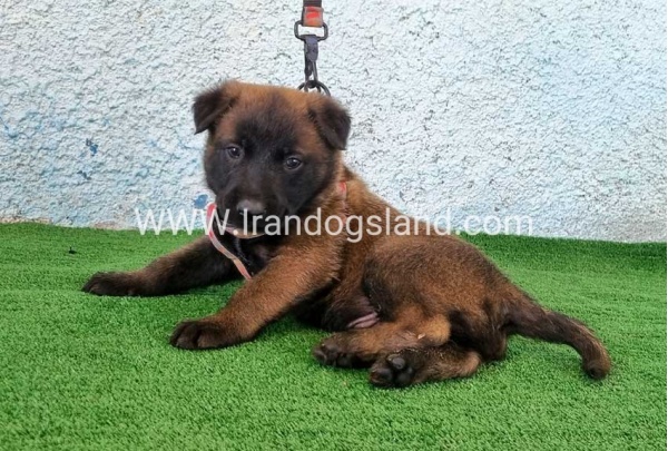 --malinois-174_3
