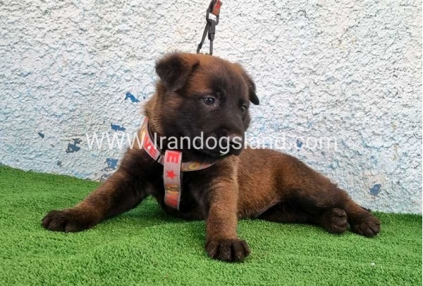 --malinois-174_4