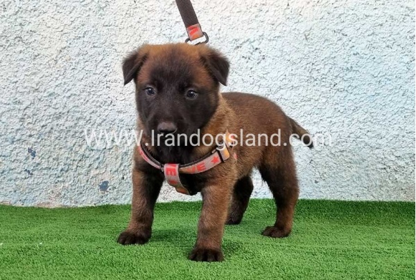 --malinois-174_5