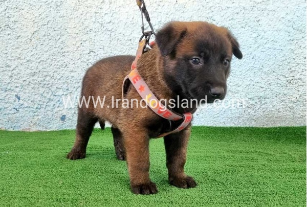 --malinois-174_6