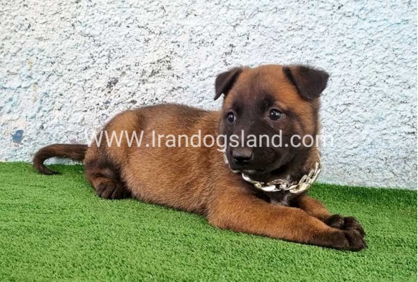 --malinois-175_1