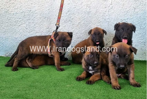 --malinois-175_10