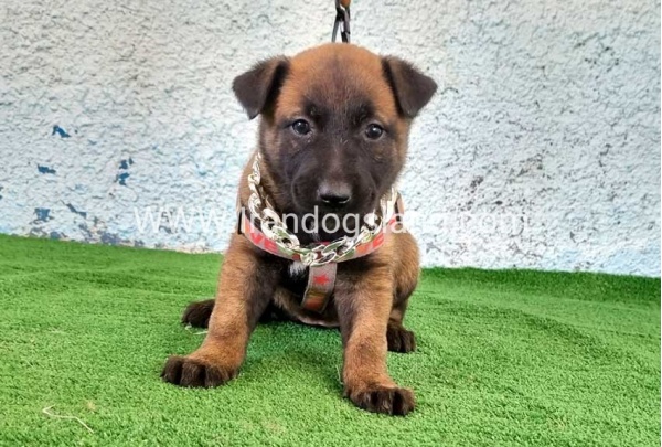 --malinois-175_2