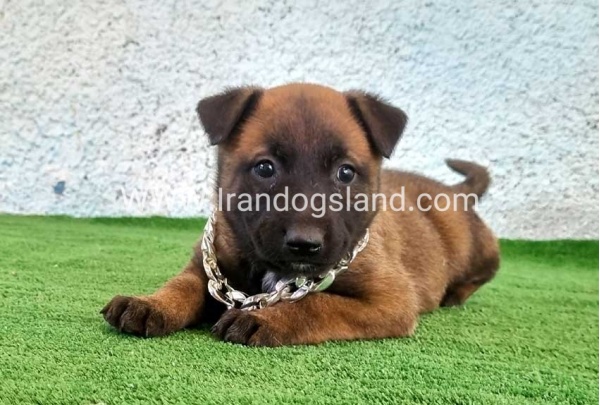 --malinois-175_3