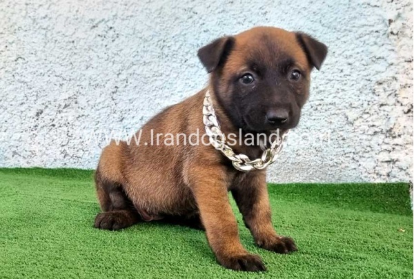 --malinois-175_4