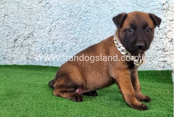 --malinois-175_5