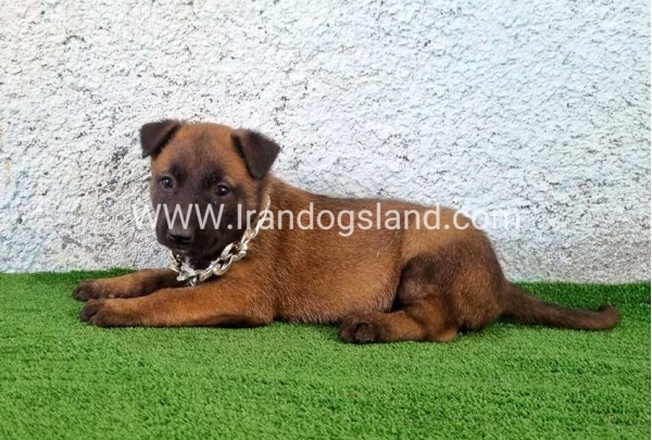 --malinois-175_6