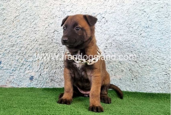 --malinois-175_7