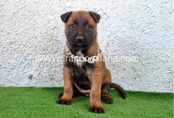 --malinois-175_8