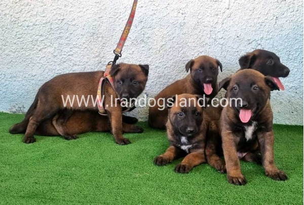 --malinois-175_9