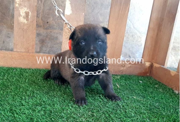 --malinois-18_5