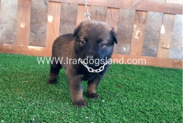 --malinois-19_10
