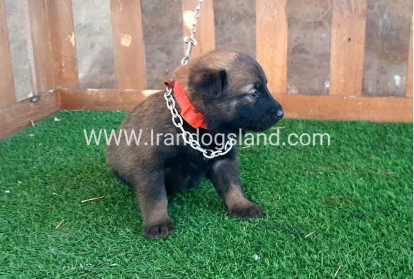 --malinois-19_11