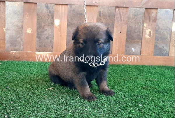 --malinois-19_12