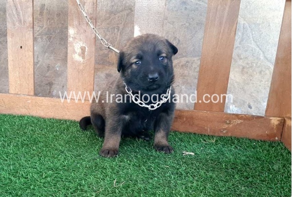 --malinois-19_4
