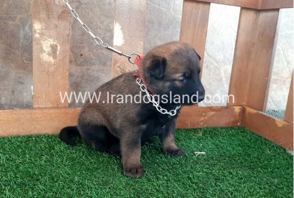 --malinois-19_5