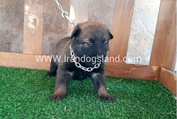 --malinois-19_6