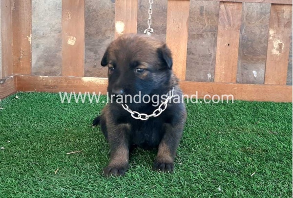 --malinois-19_8