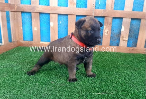 --malinois-21_1