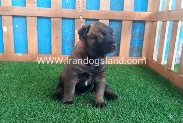 --malinois-21_10