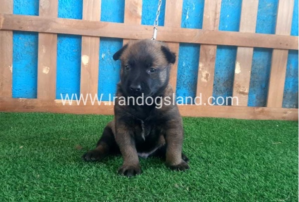 --malinois-21_11