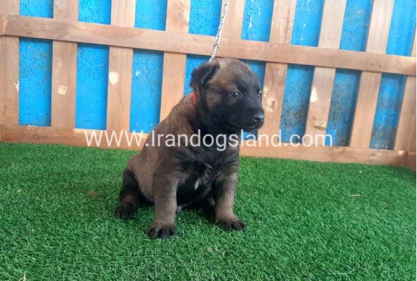 --malinois-21_12