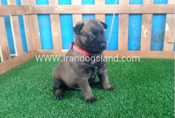 --malinois-21_2