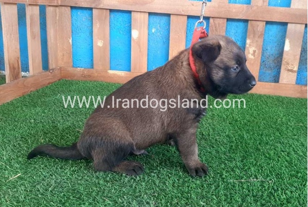 --malinois-21_3