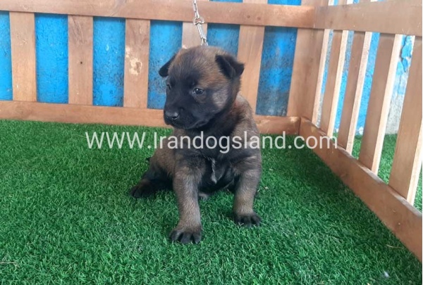 --malinois-21_4