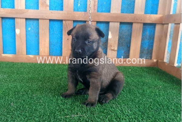 --malinois-21_5