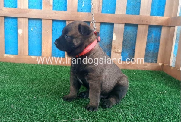 --malinois-21_6