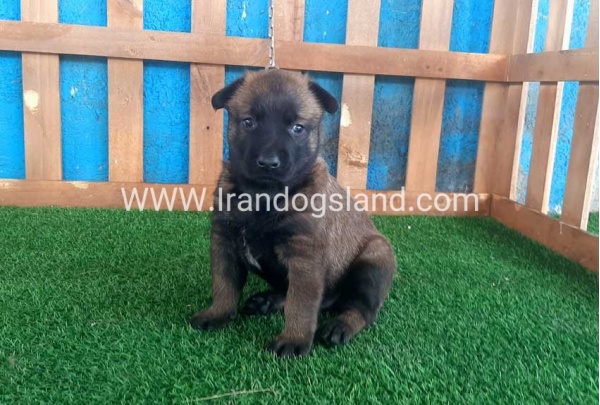 --malinois-21_7