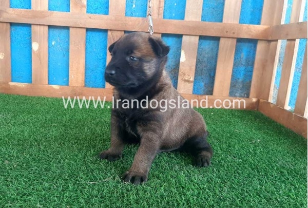 --malinois-21_8