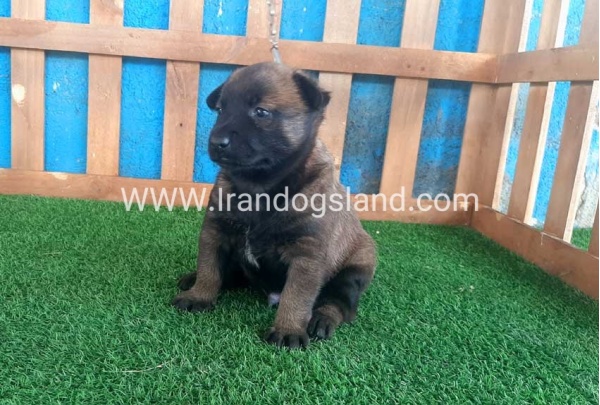--malinois-21_9