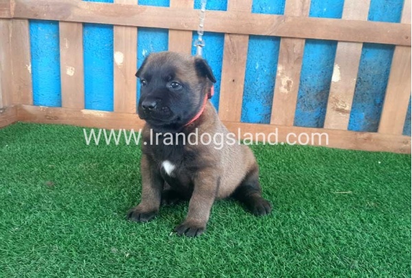 --malinois-22_1