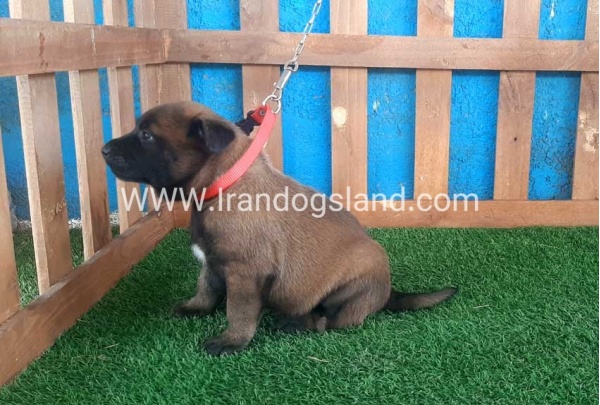 --malinois-22_2